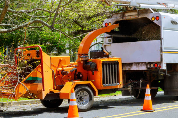 Best Dead Tree Removal  in Kitsap Lake, WA